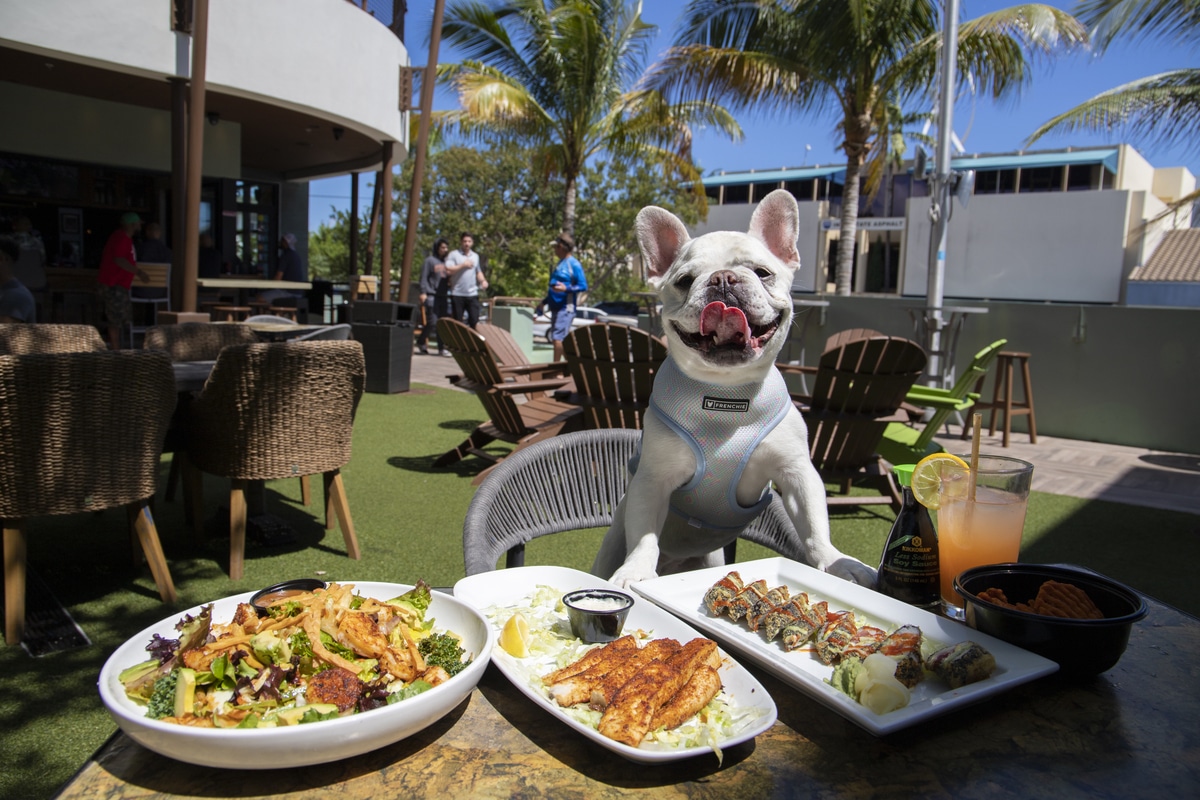 Pet Friendly Dining Miami