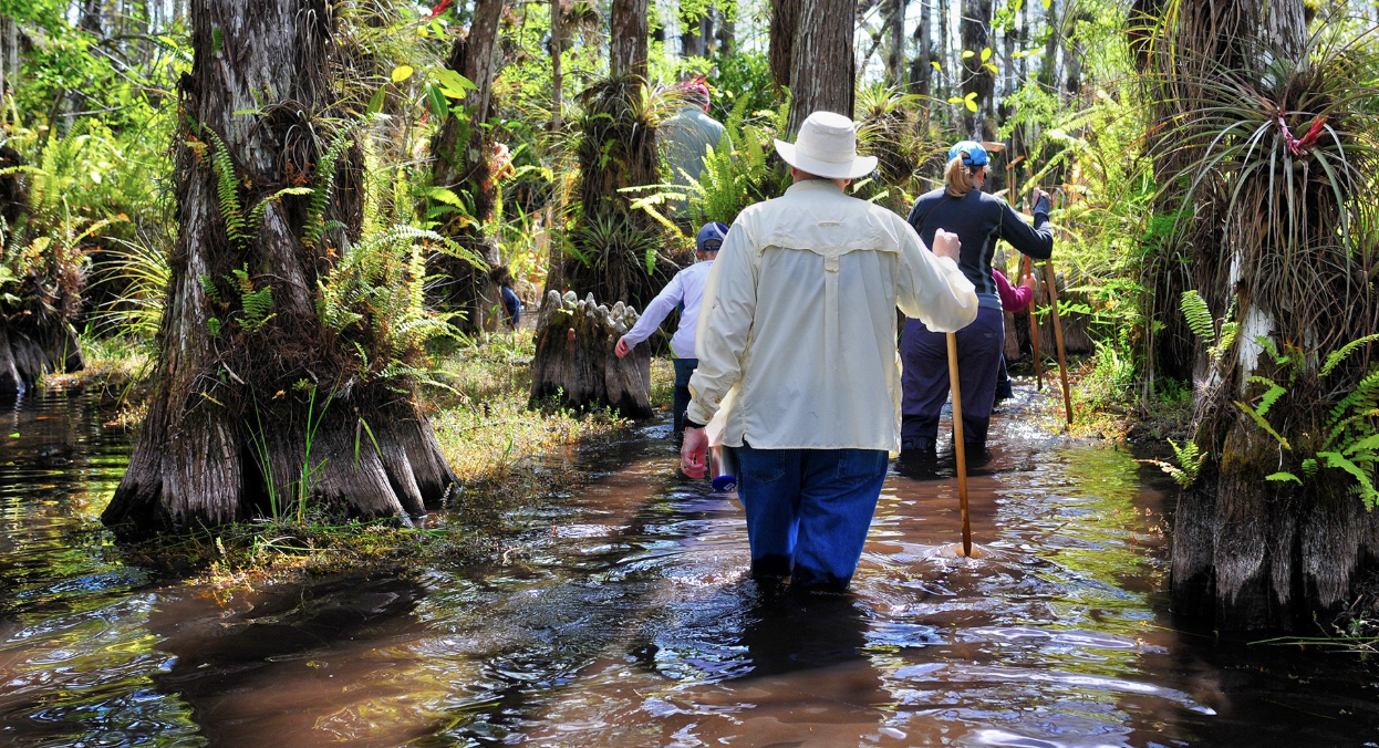 Florida Everglades Wet Season