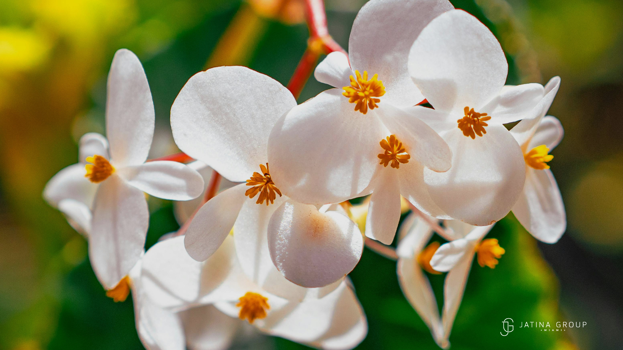 Miami Beach Botanical Garden Glow