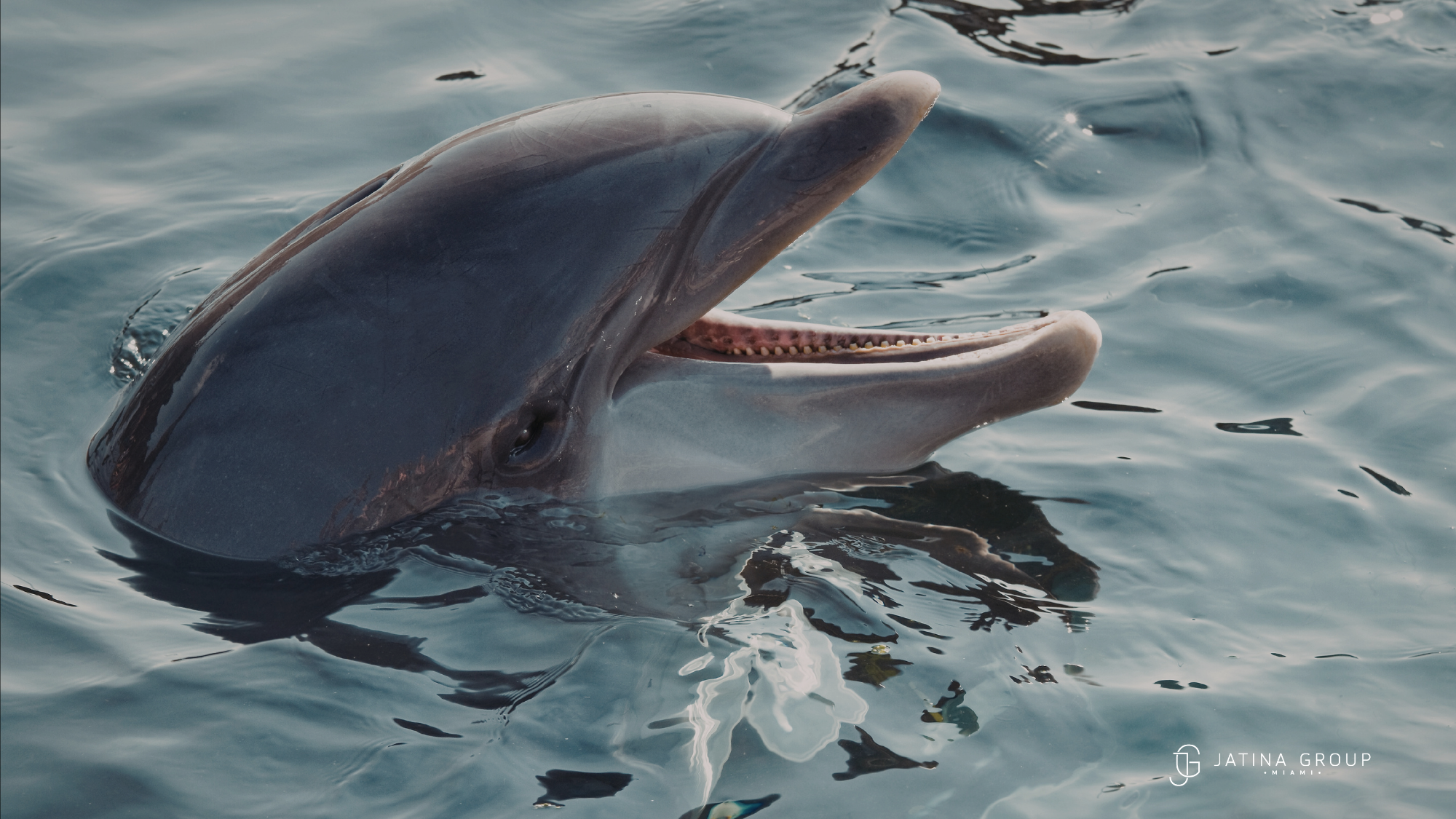 Family Dolphin Encounter Miami