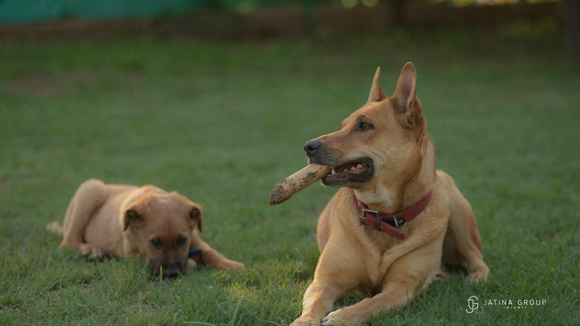 Pet Friendly Villa Fort Lauderdale