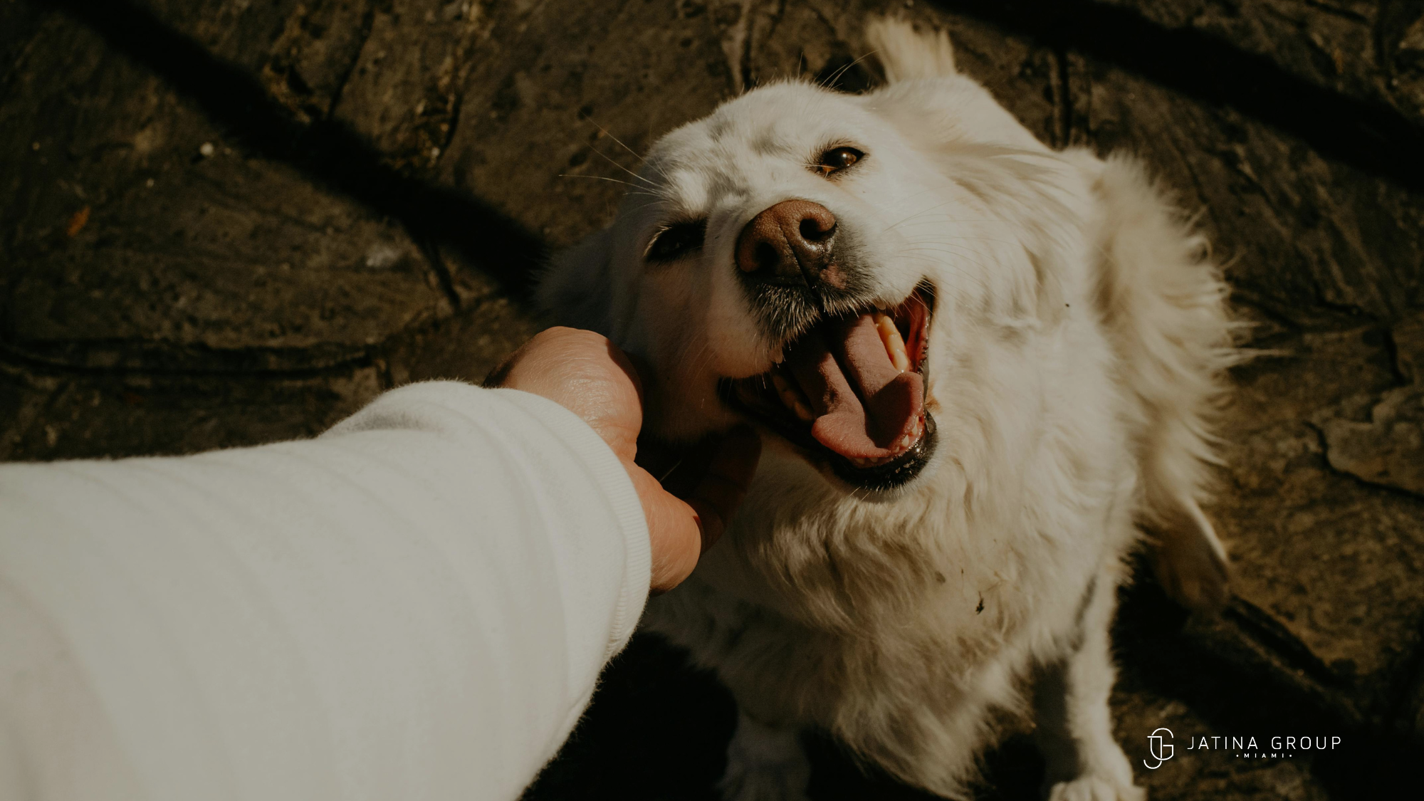 Miami Villa Pet Concierge Services