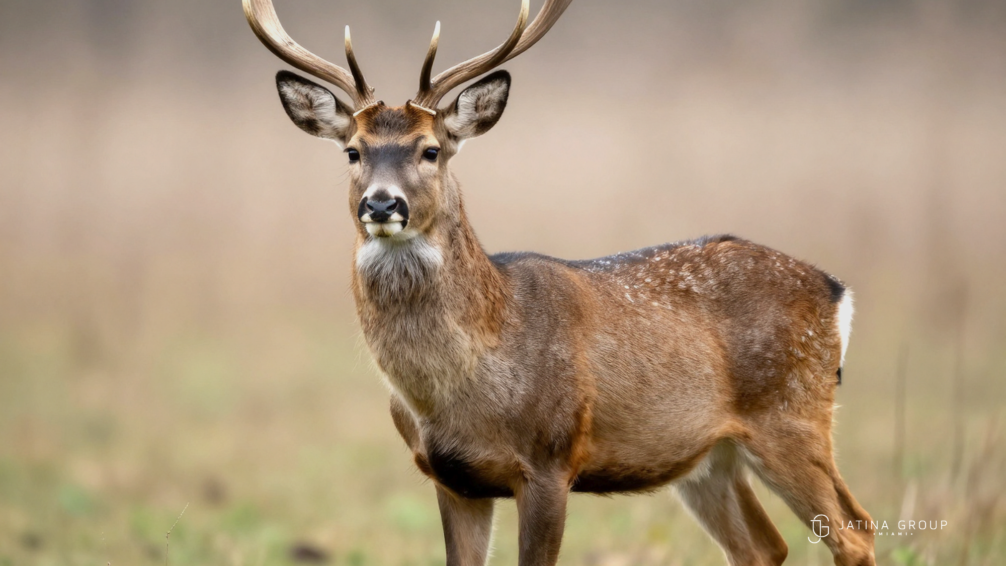 Key Deer Big Pine Eco