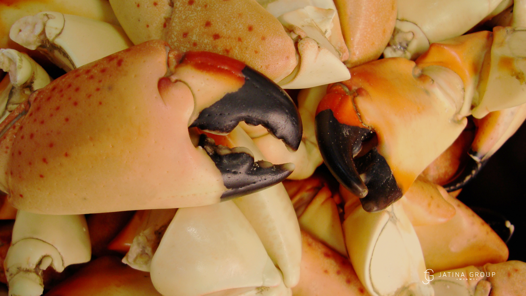 Stone Crab Season October