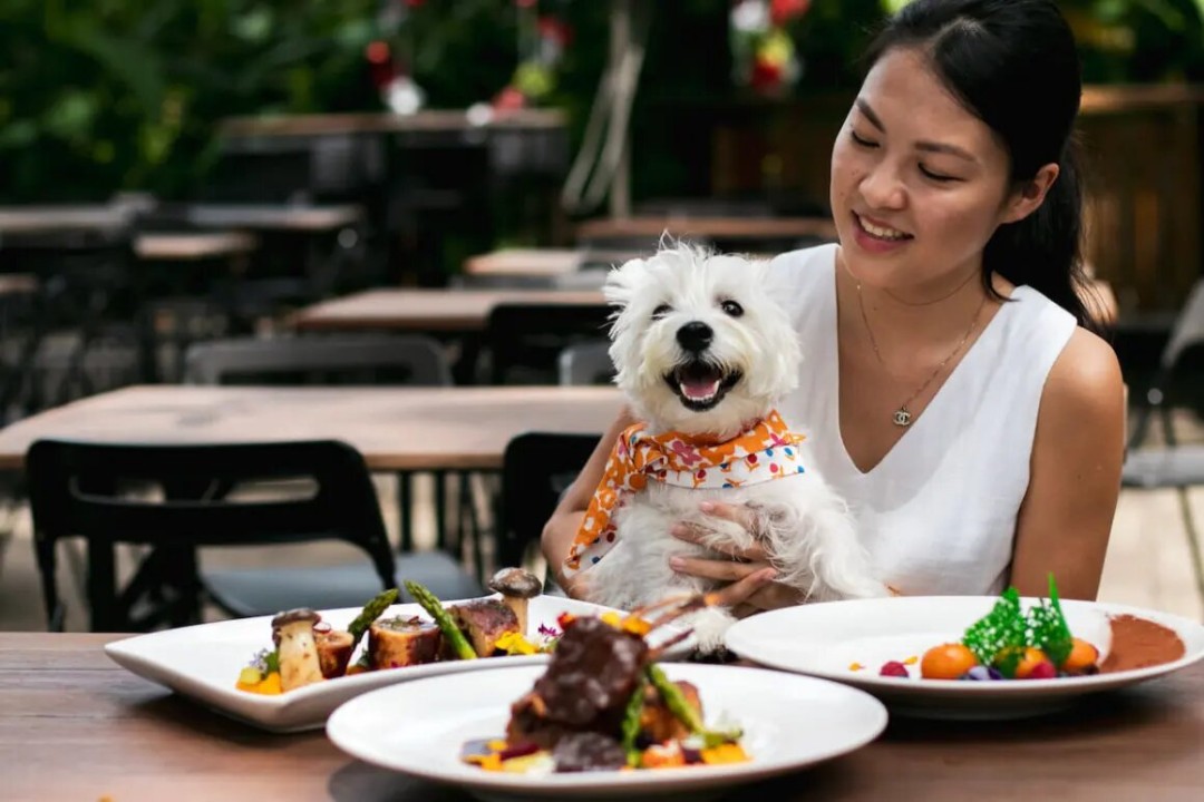 Miami Pet Dining Experience Png 