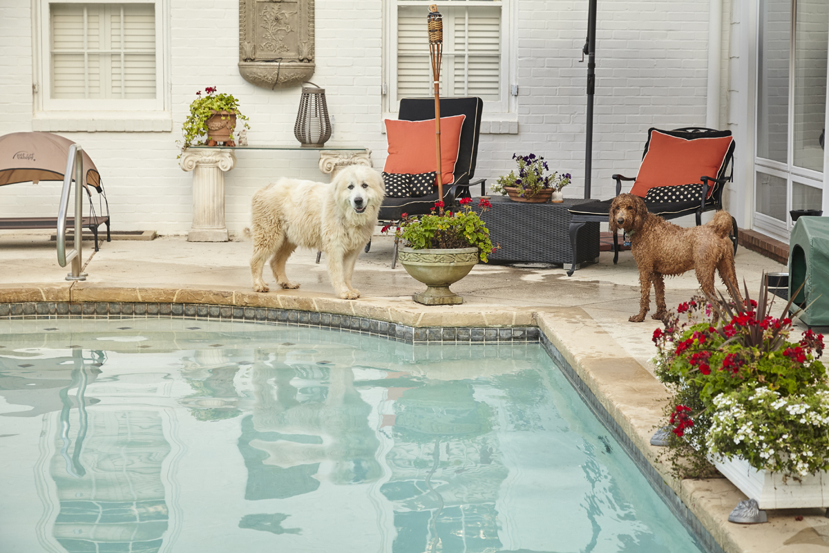 Miami Villa Pet Concierge Services