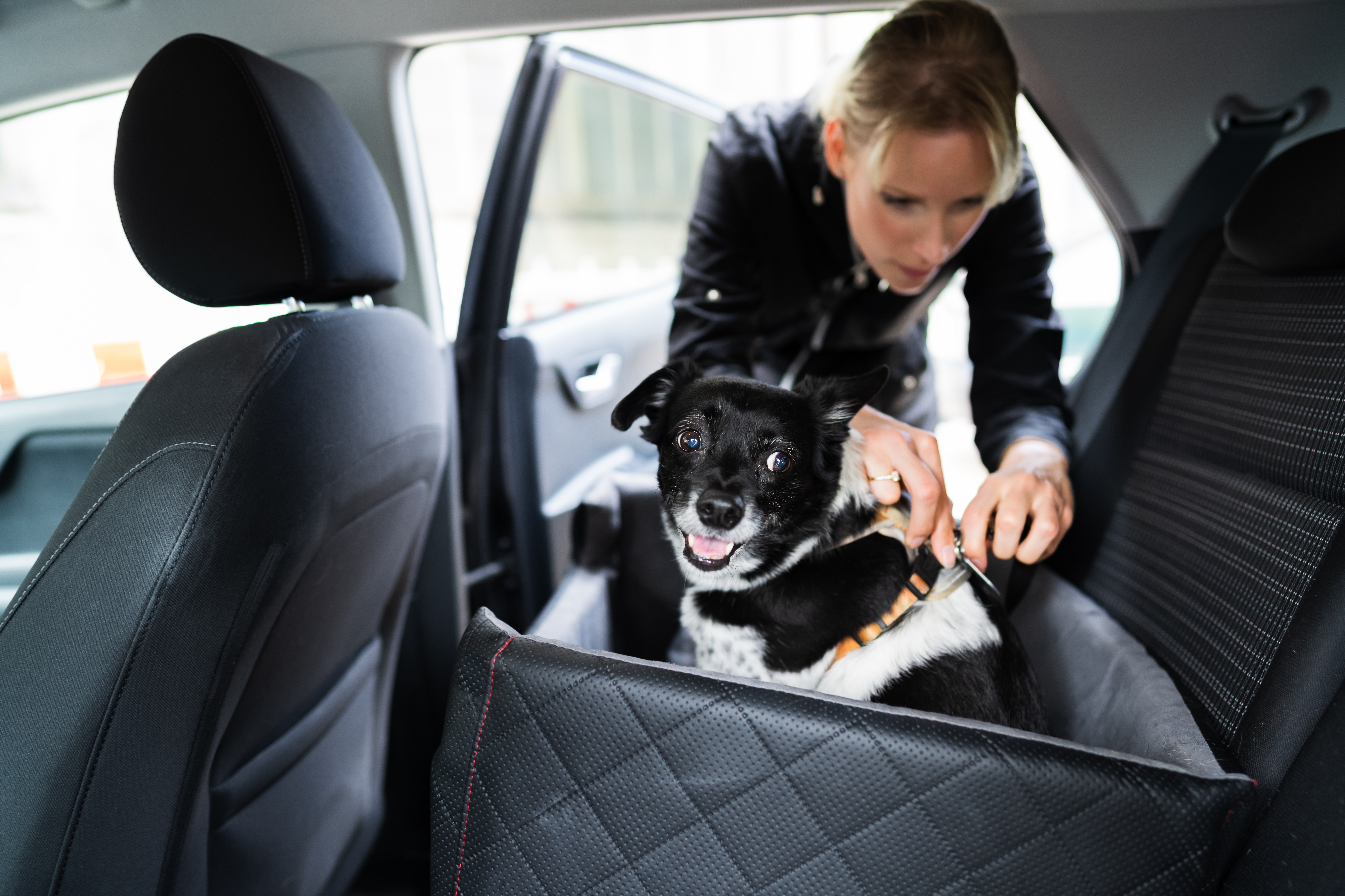 Pet Transportation Services Miami