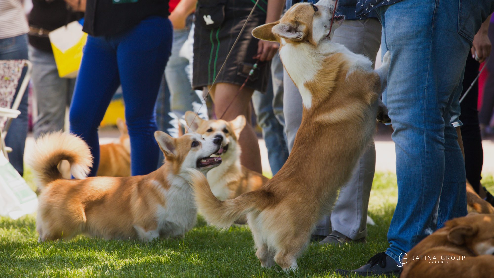 Miami Pet Festival Event