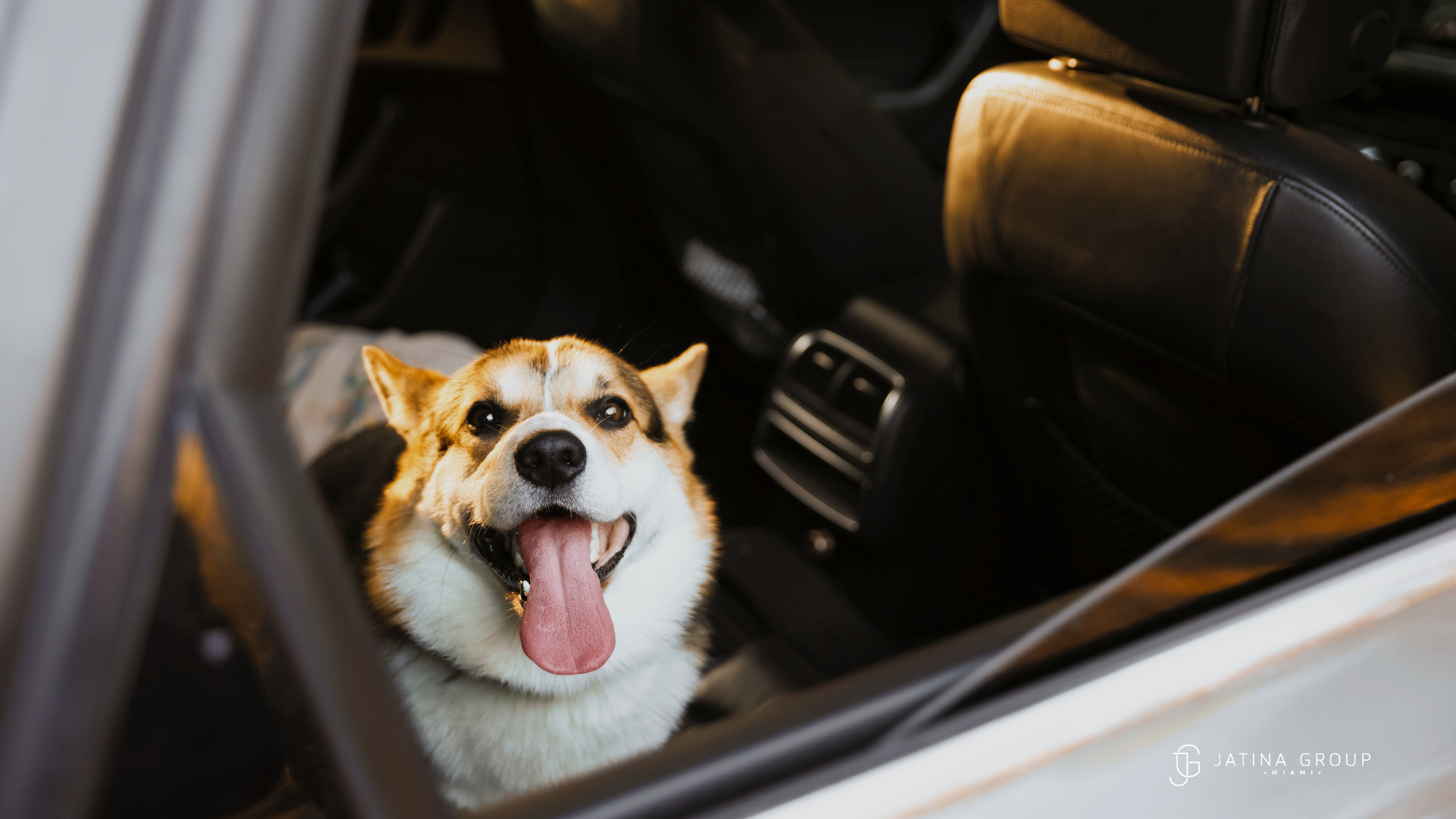 Pet Transportation Services Miami
