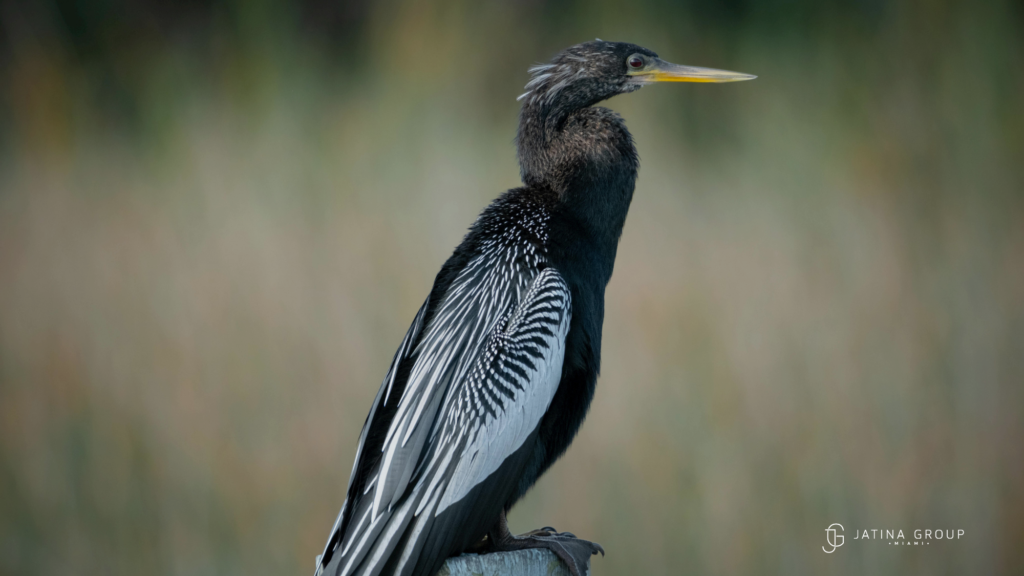 Everglades Birdwatching Dawn