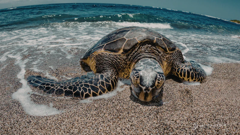 Miami Beach Turtles