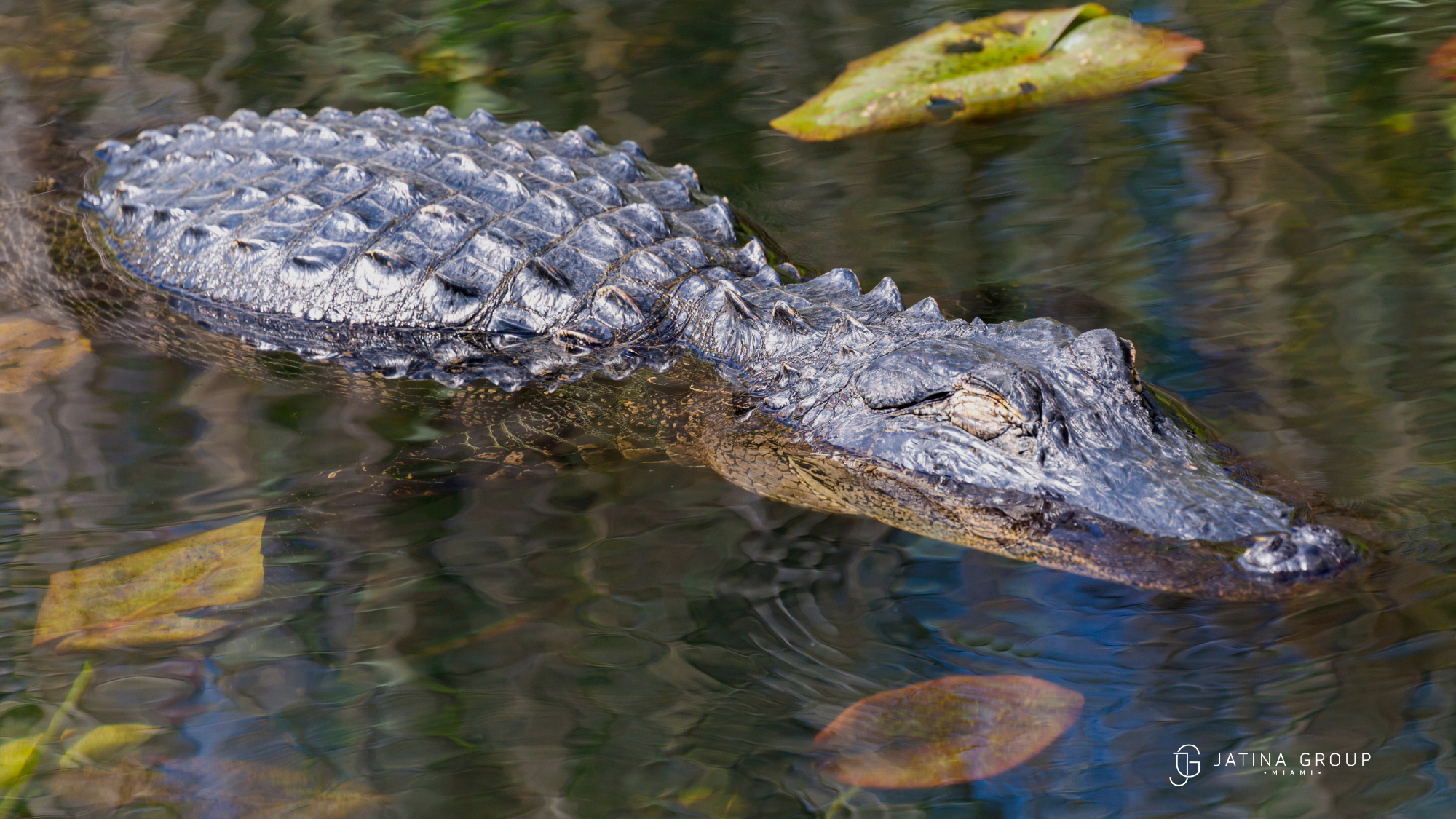 Day Trips Miami Everglades Alligator Anhinga Trail