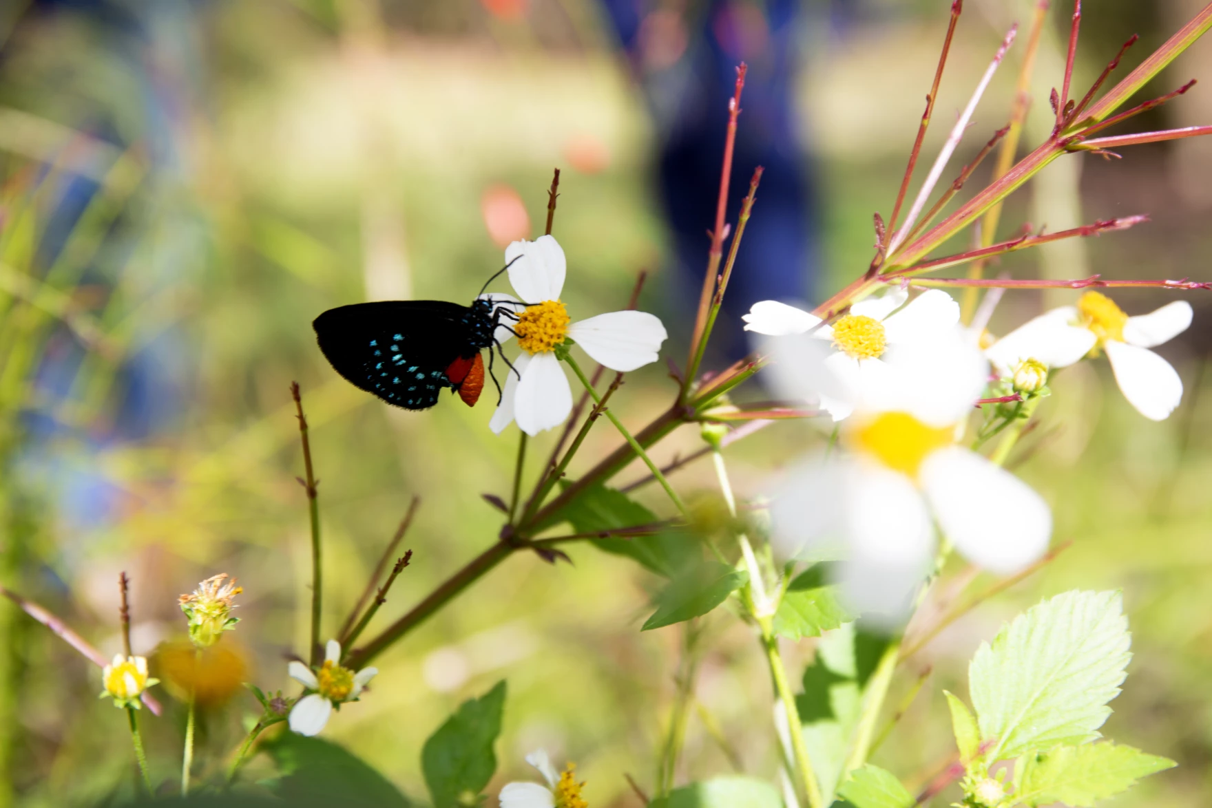 Botanical Garden Butterfly