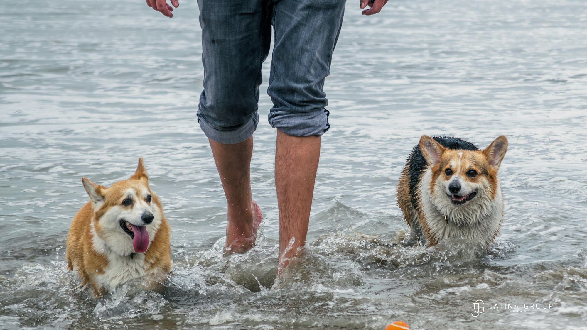 Miami Dog Beach Hobie
