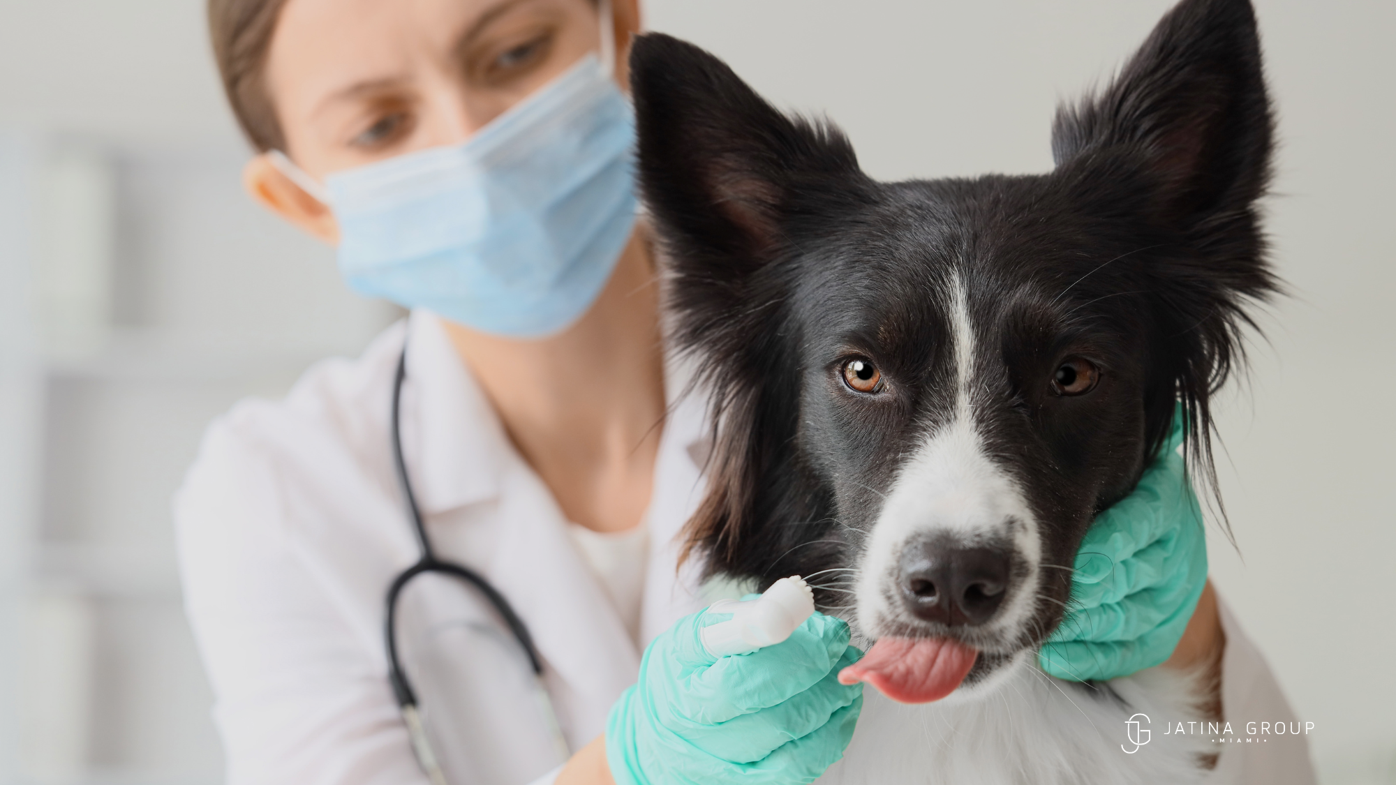 Miami Pet Vet Wellness