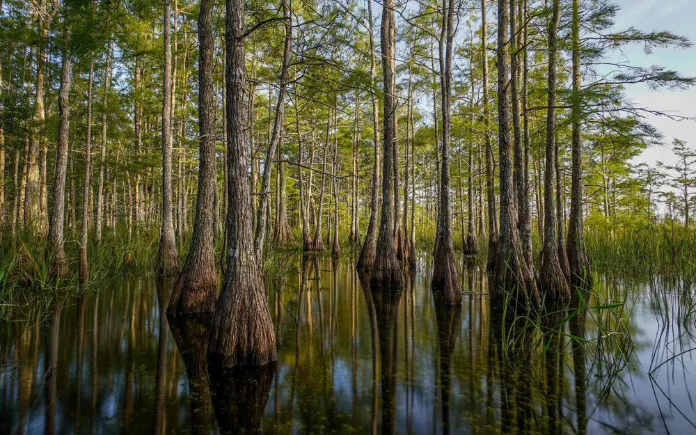 Big Cypress Reflection