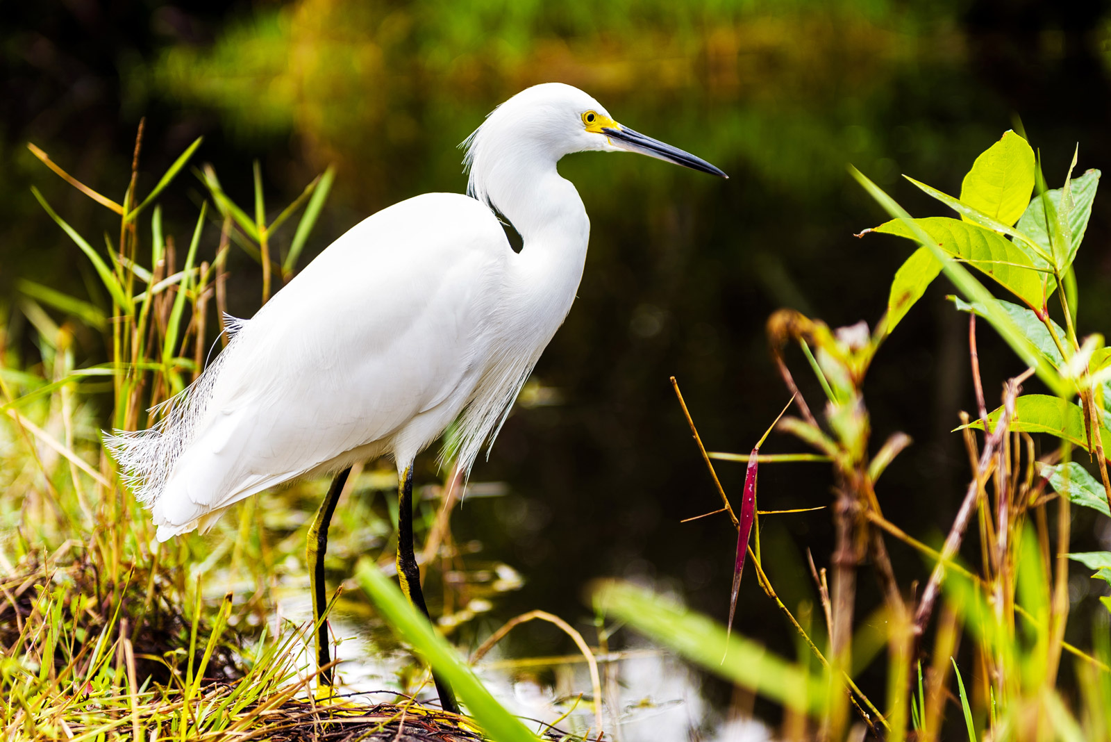 Everglades Wildlife Bird