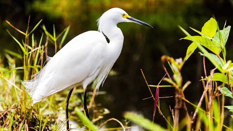 Everglades Wildlife Bird