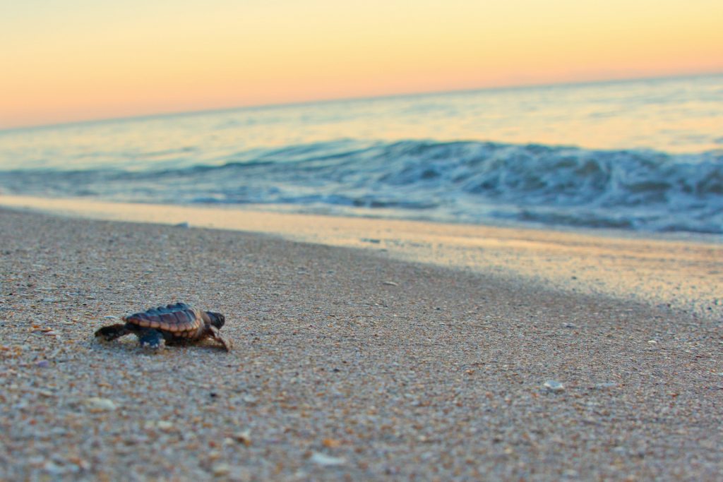 Miami Beach Turtles Png 